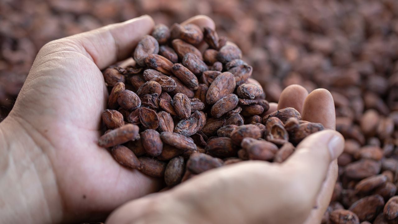 Debido al crecimiento de la demanda de cacao de Santander, hoy el departamento cuenta con dos laboratorios de análisis de calidad.