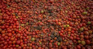 Los tomates provienen de los desechos de los cultivos bien sea porque están demasiado maduros o porque han sido afectados por los insectos. 