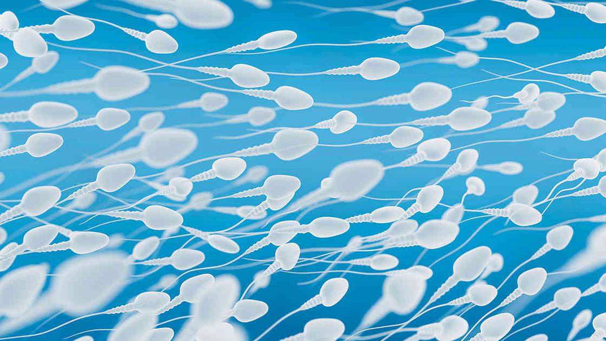 Científicos descubren que los espermatozoides no nadan moviendo su cola