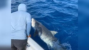 Al tiburón también le instalaron un tags satelital para monitorearlo. Foto: Twitter @coralina_sai.