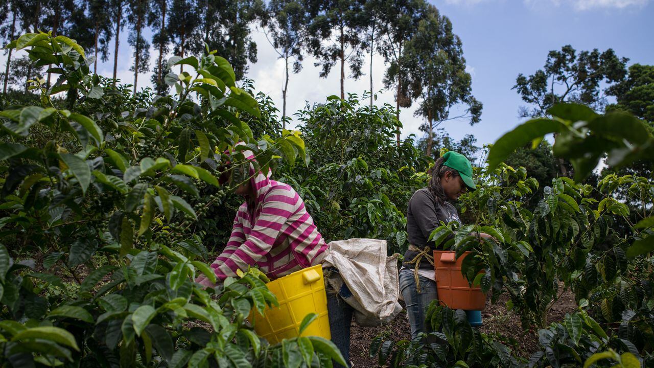 Recolectores de café en Colombia. Foto: Juan Cristobal Cobo/Bloomberg via Getty Images