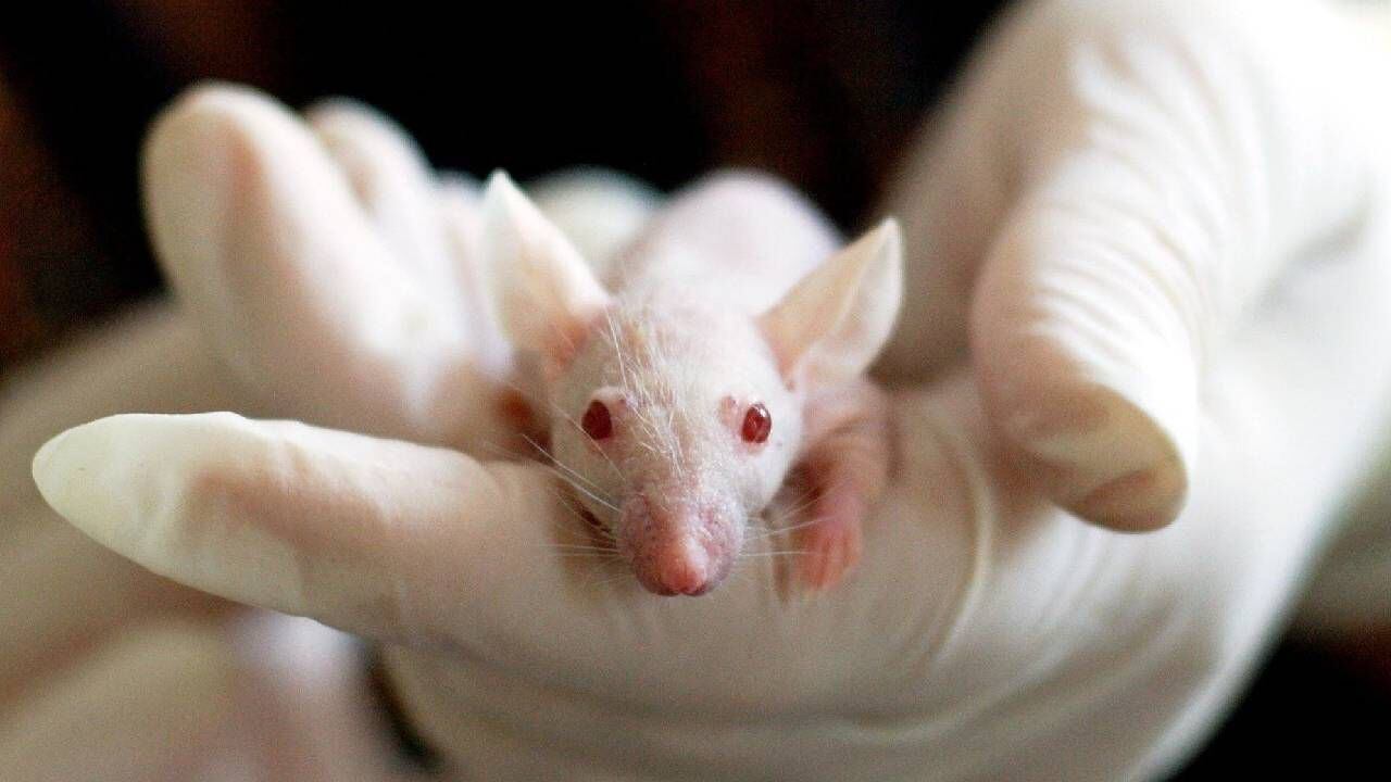 La investigación, dirigida por Jianguo Xu y publicada en el 'Journal of Biosafety and Biosecurity'descubrió que el huésped intermedio más probable era un ratón.