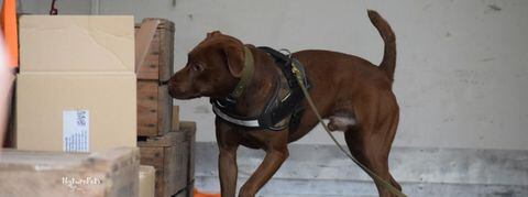 Boris, perro entrenado tanto para trabajar en aeropuertos y puertos como para ingresar a la selva a rastrear a cazadores.