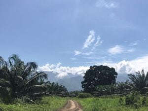En la palmicultura se han adoptado prácticas ambientales, cero deforestación y manejo eficiente del recurso hídrico.