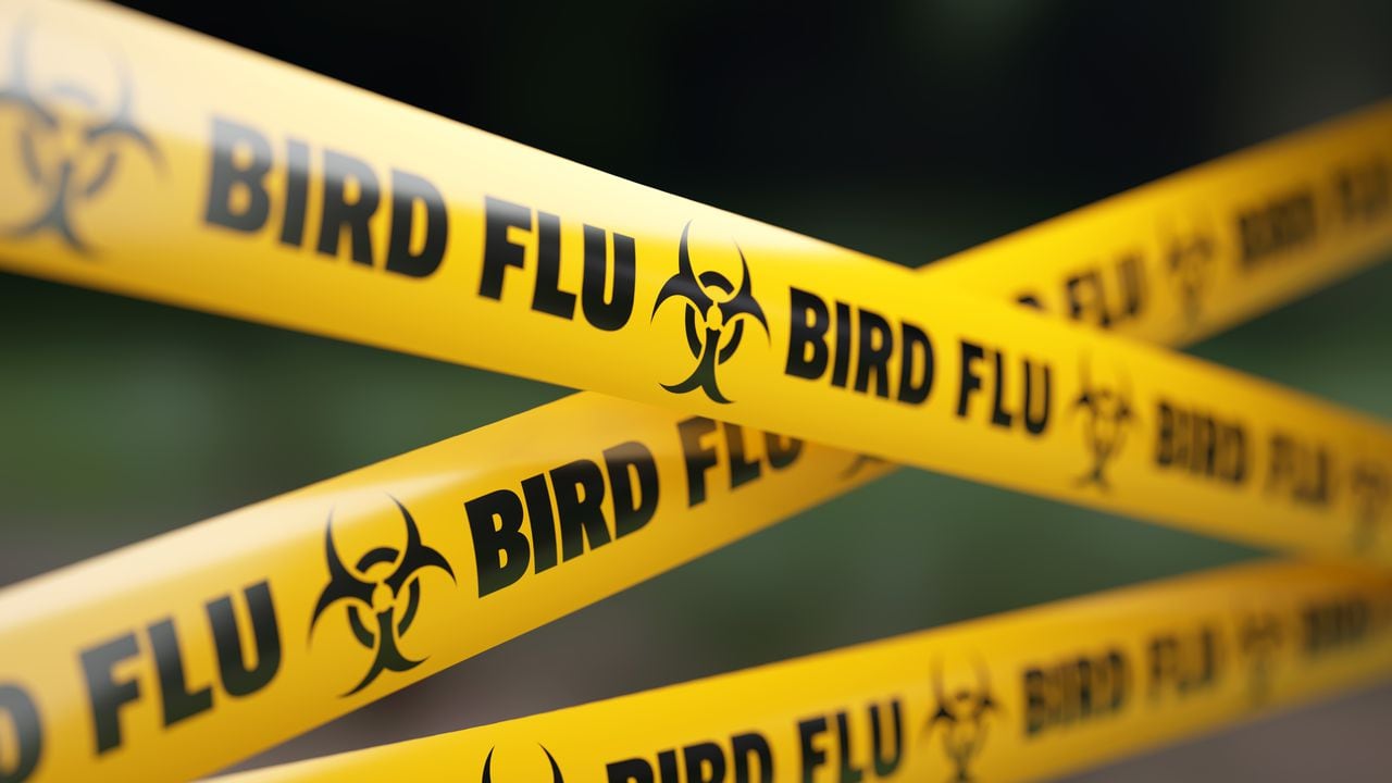 Yellow bird flu quarantine barrier before defocused background.  Horizontal composition with copy space. Bird flu quarantine concept.