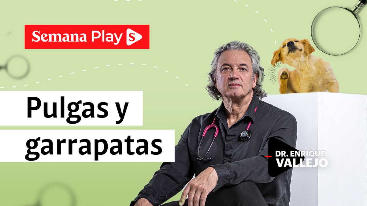 Enrique Vallejo en Salud Animal - Pulgas y Garrapatas