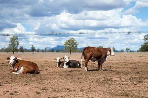 La sequía tiene en preocupados a los gobiernos de El Salvador, Guatemala y Honduras. Foto: Getty Images.