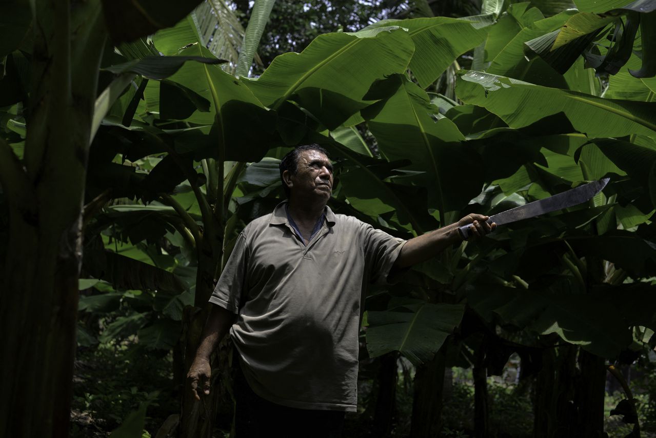 El nicaragüense Luis Gómez, afectado por el químico Nemagón, trabaja en su plantación bananera en Chinandega, Nicaragua, el 10 de mayo de 2022.