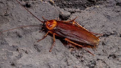 Las cucarachas rojas pueden sobrevivir en las alcantarillas.