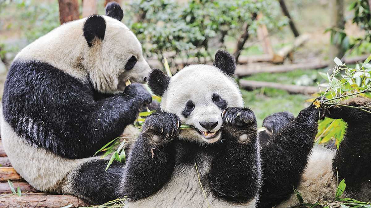 Investigadores de la Universidad de Michigan descubrieron que los pandas son tan felices en su hábitat que no quieren buscar pareja para reproducirse y así mantener la especie. 
