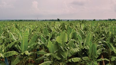 Los productores de banano experimentan un déficit de 1,06 dólares por caja.