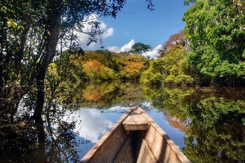 Según WWF Colombia, se calcula que la Amazonía colombiana tiene más de 390.000 millones de árboles.