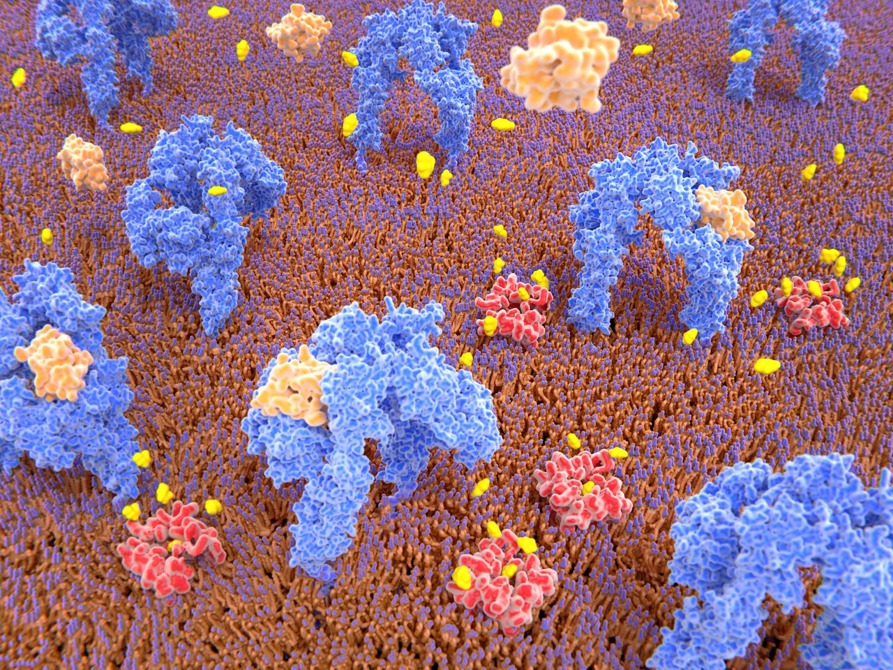 La unión de la insulina (naranja claro) induce cambios estructurales dentro del receptor, que activa una cascada de señales que conduce al transporte de glucosa (amarillo) al interior de la célula a través de las proteínas transportadoras de glucosa (rojo).