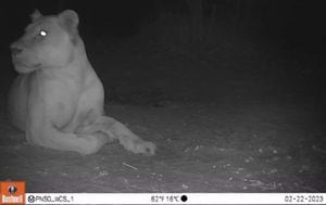 lioness in Sena Oura NP CREDIT WCS -- Gov of Chad 2.jpg