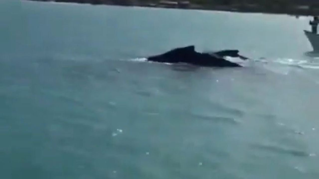 Dos ballenas fueron vistas en Playa Blanca, Cartagena