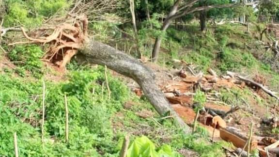 Con máquinas han sido destruidos los árboles de la zona, para la construcción de casas y carreteras.