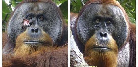 Rakus, el orangután que se curó su propia herida