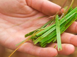 El aceite de citronela tiene propiedades antifúngicas.