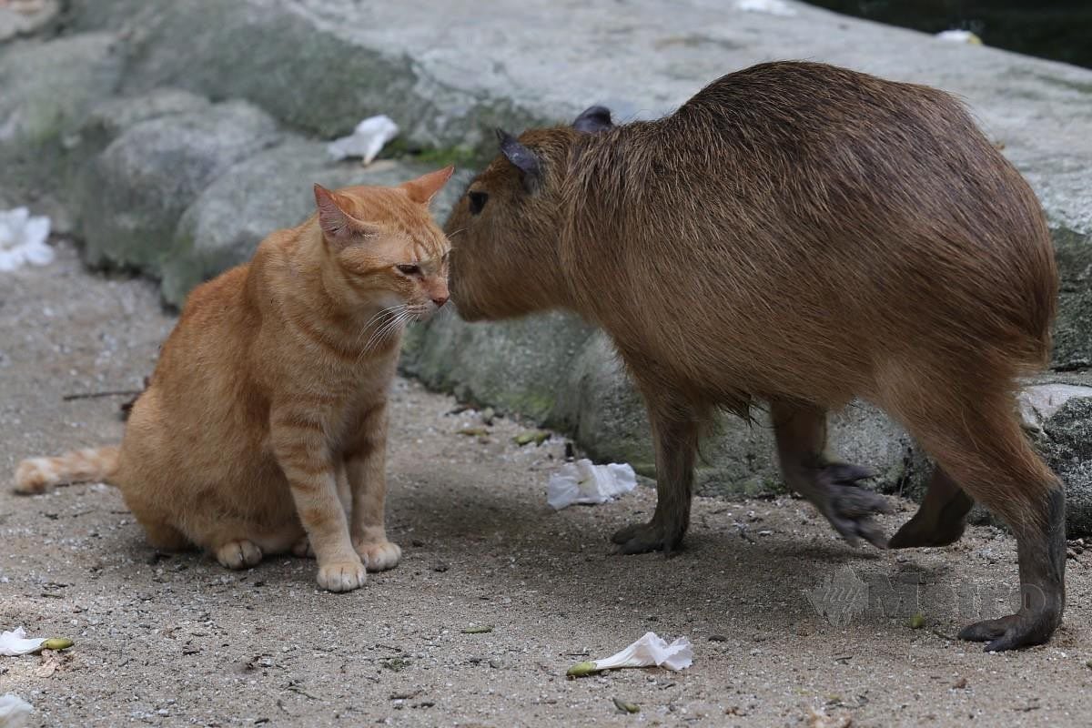 El gato llegó al corral de los chigüiros en medio de la emergencia sanitaria por covid-19.
