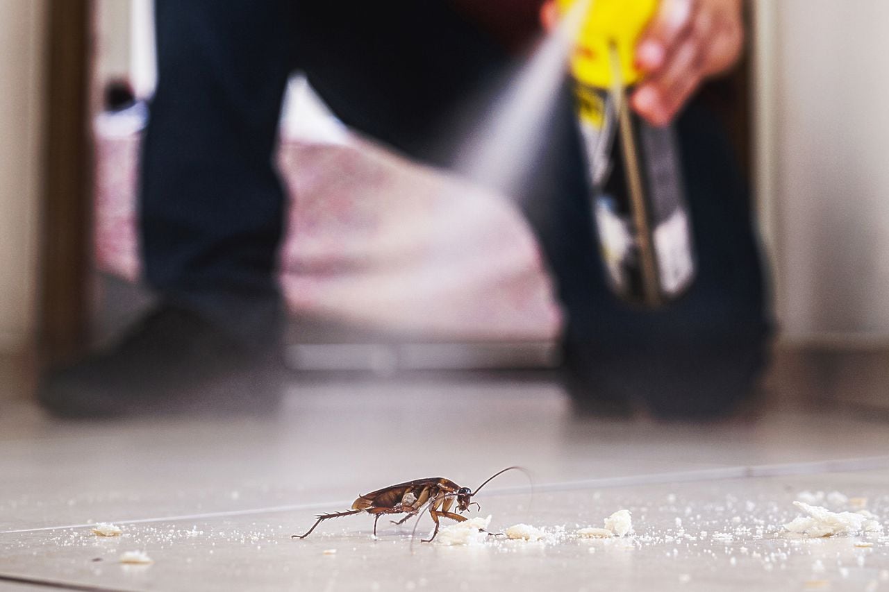 Ante una plaga de cucarachas, los insecticidas no son del todo efectivos.
