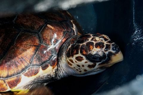 Colombia alberga cinco de las siete especies de tortugas marinas del mundo