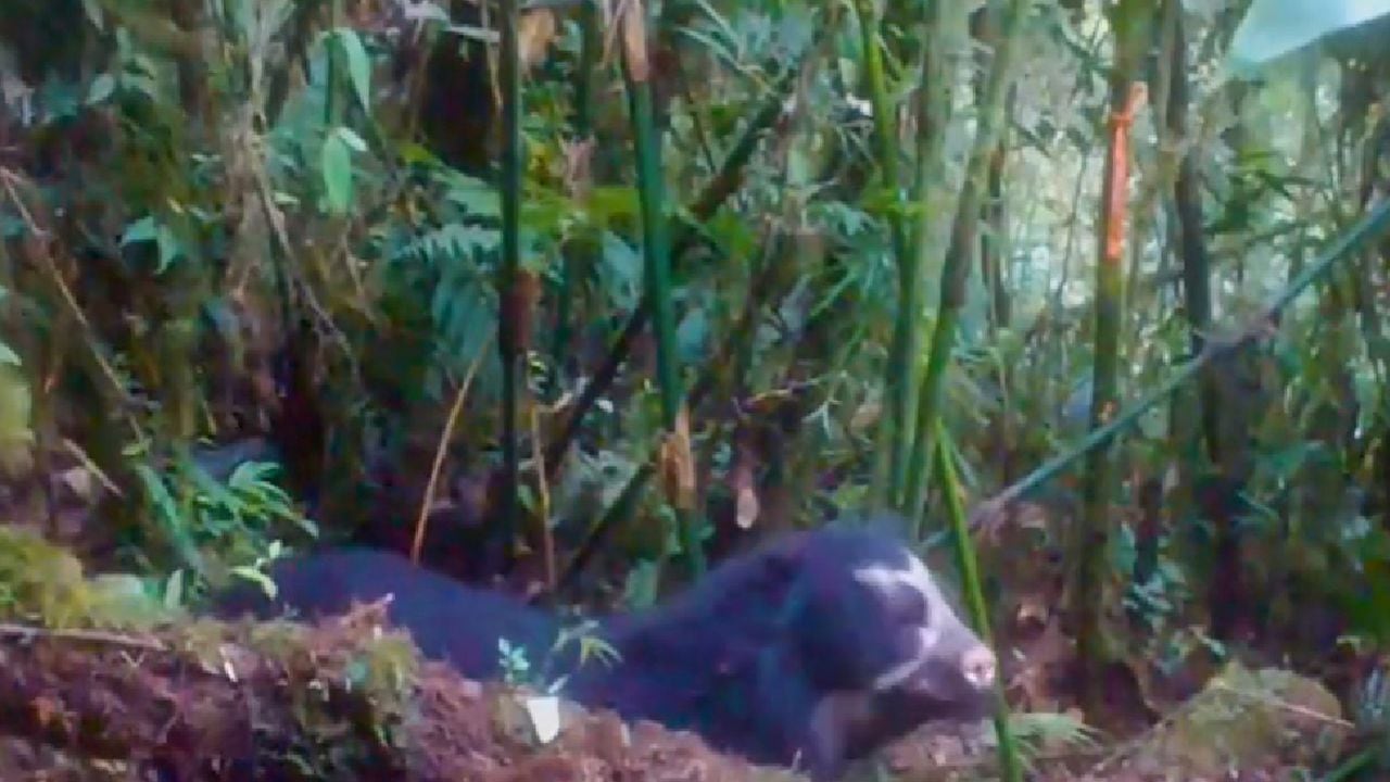 Video de cámara de trampa captó actividad de oso de anteojos en importante reserva natural de Perú