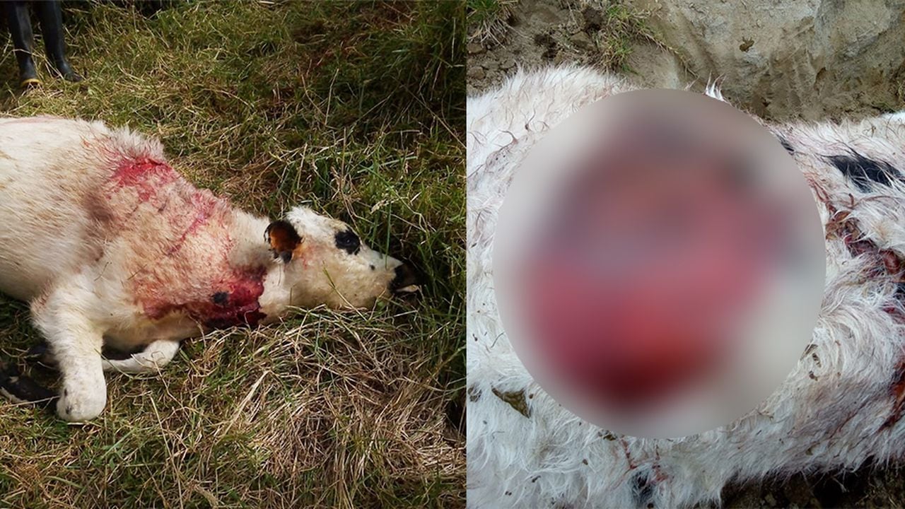 Más de 60 vacas han sido atacadas y asesinadas supuestamente por osos en Pijao, Quindío.