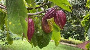 Más de 170 familias se benefician con proyecto de cacao en Caquetá.