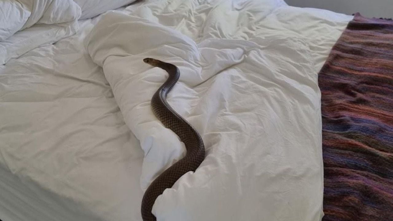 Serpiente en cama