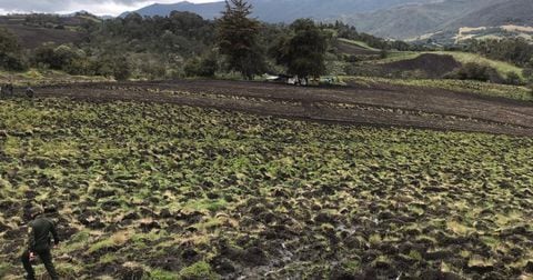 Cerca de 50 hectáreas se vieron afectadas por estos cultivos. Foto: CAR