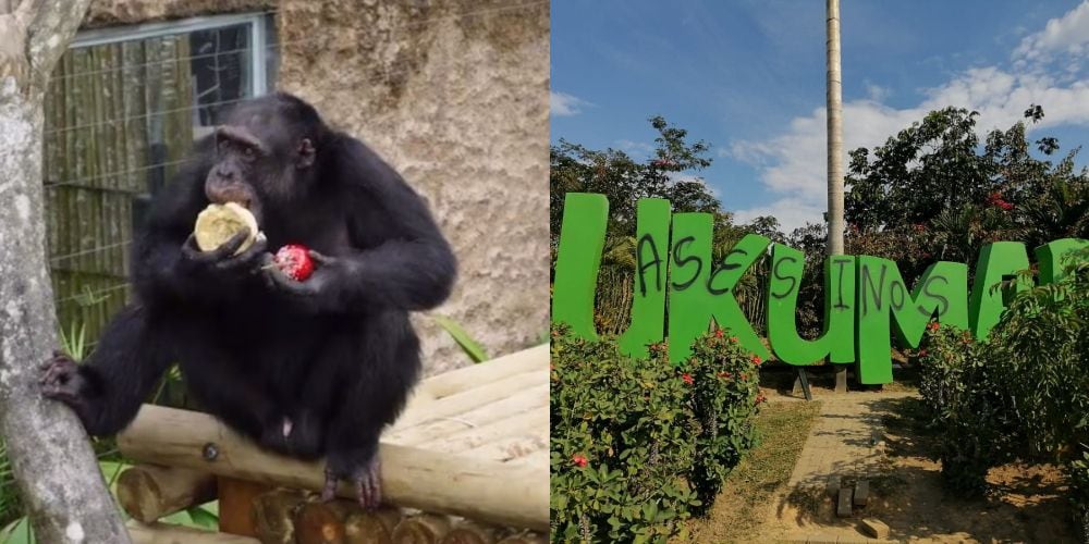 Chimpancés asesinados tras escapar del bioparque Ukumarí.