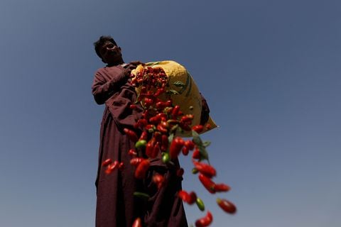 En Imágenes : Los agricultores pakistaníes luchan una batalla perdida para salvar la cosecha de chile