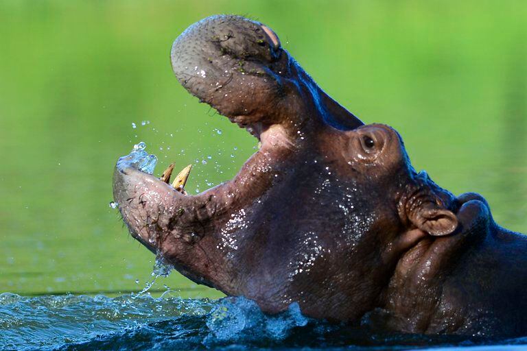 Hipopótamos Pablo Escobar. AFP