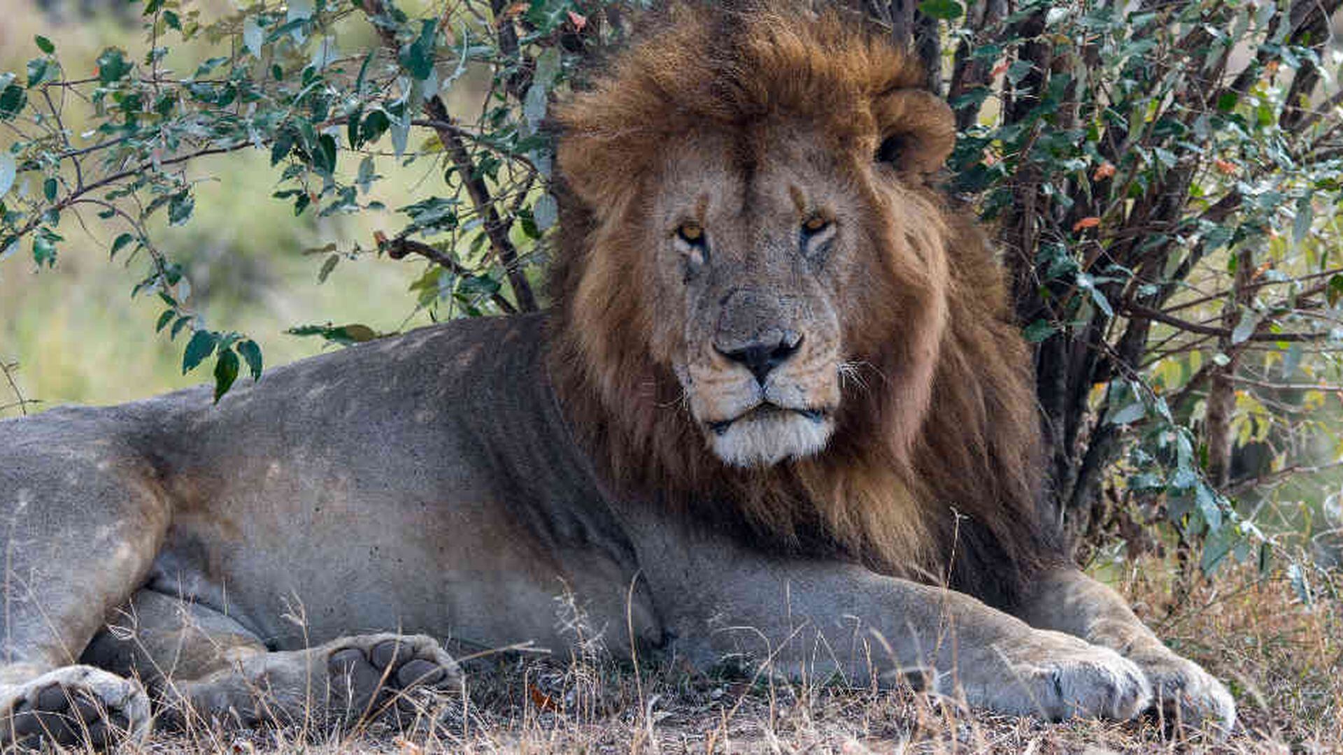 Sacrifican a dos leones por comerse a guía turístico en Sudáfrica