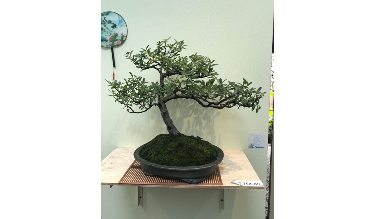 Serán cuatro días para que los amantes de los bonsáis puedan deleitarse con las diferentes especies
