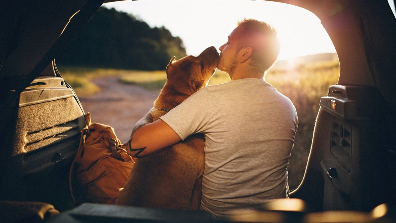 Perro / Mascota