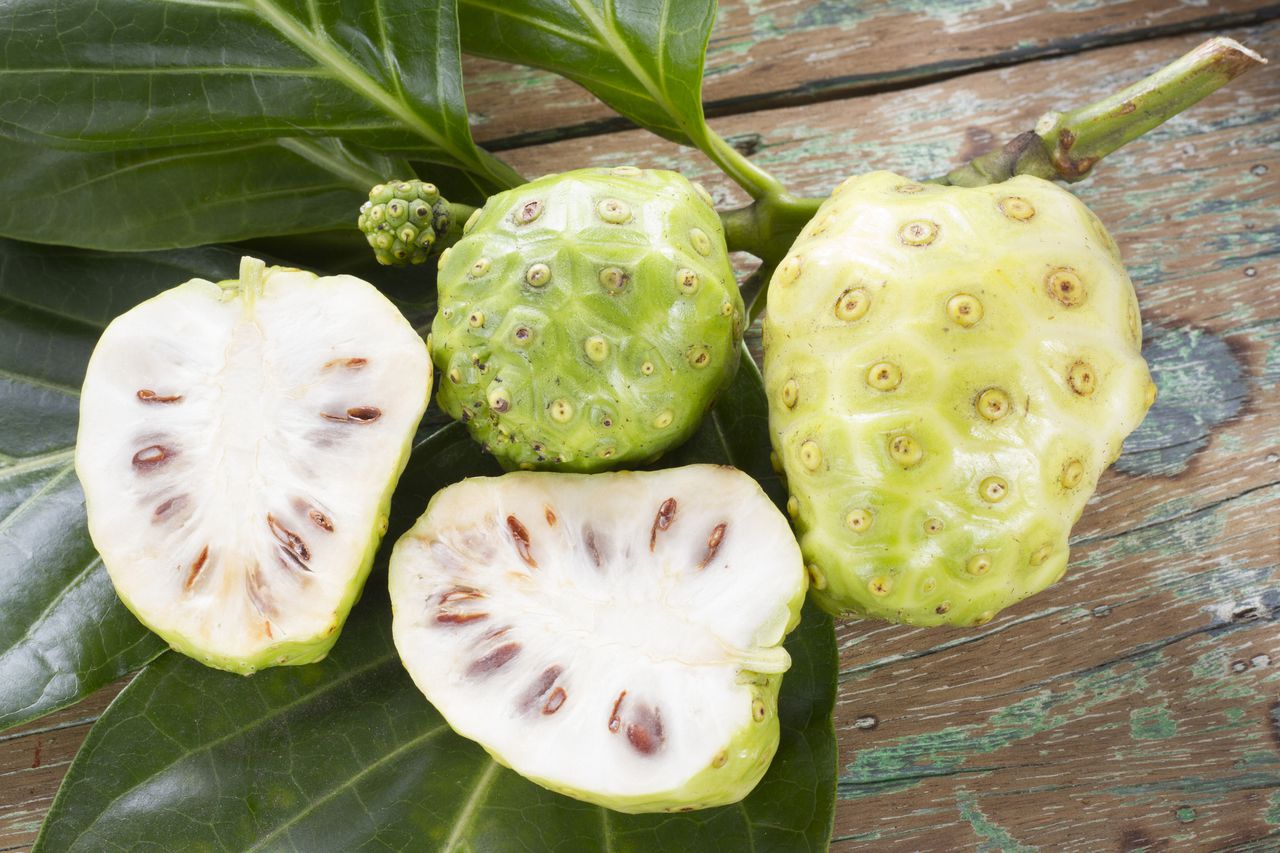 Noni Fruit Whose Scientific Name Is Morinda Citrifolia Is Native To Southeast Asia, Indonesia And Polynesia.