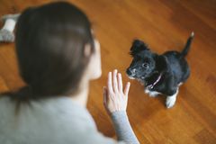 El entendimiento del lenguaje humano por parte de los perros es un tema complejo que ha intrigado a científicos y dueños de mascotas por igual.
