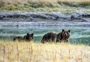 Una mamá osa grizzly y su cachorro pasean por el parque nacional Yellowstone. Foto: AFP/Archivos/KAREN BLEIER