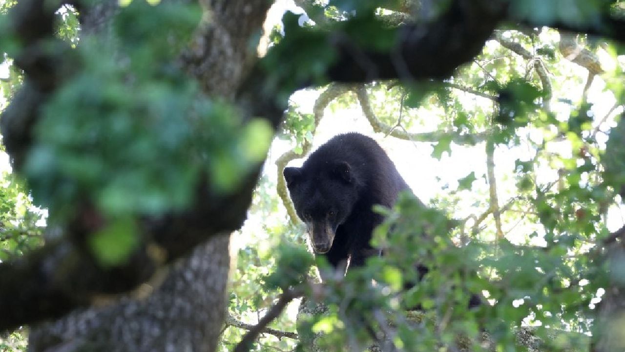 Imagen de archivo AFP del oso negro de California