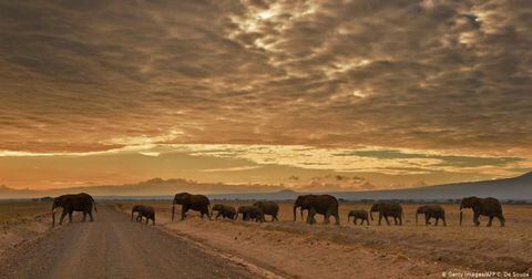 Migración de elefantes en África.