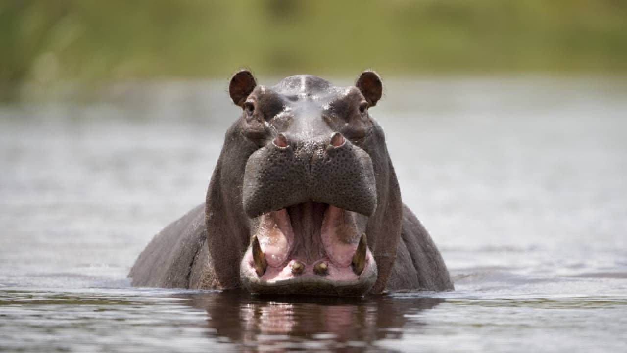 Una emergencia por agresión de hipopótamo a niño se registró en Uganda (imagen de referencia).