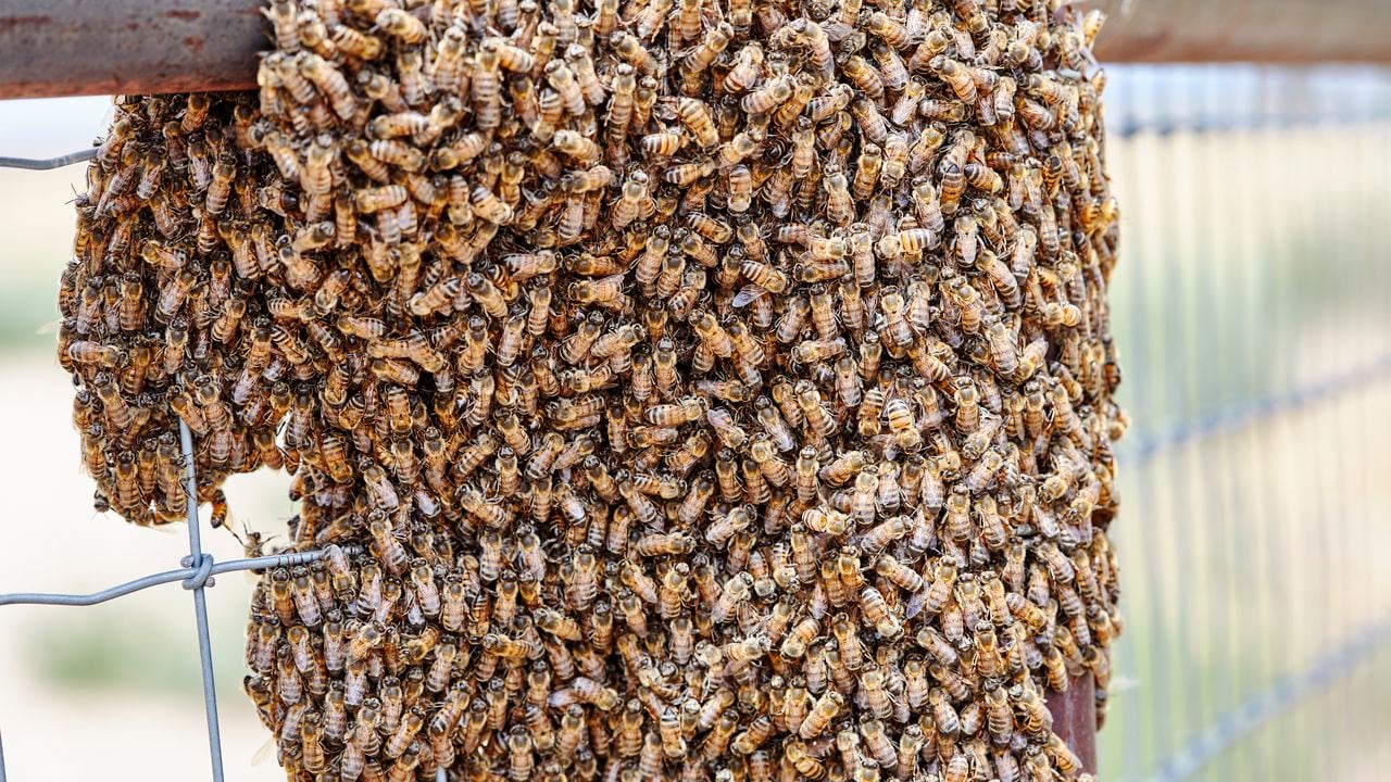 Las abejas africanas atacaron a varios ciudadanos en Antioquia