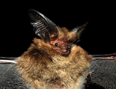 Nueva especie de murciélago hallado en Colombia. (Histiotus cadenai).