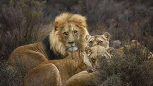 Leones que escaparon en Australia ya volvieron a su recinto (imagen de referencia).