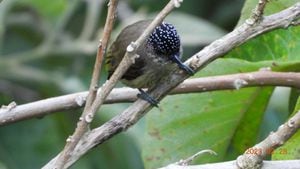La especie fue avistada en el sur de Itagüí, Antioquia