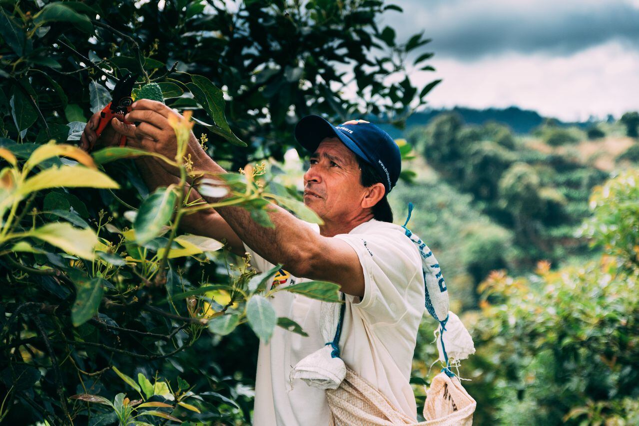 La producción de aguacate para exportación es uno de los negocios con más rápido crecimiento en el país.