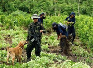  Policía Nacional inició un plan de erradicación manual de hoja de coca en el departamento del Putumayo, fronterizo con Ecuador y donde más creció el cultivo en 2011.
