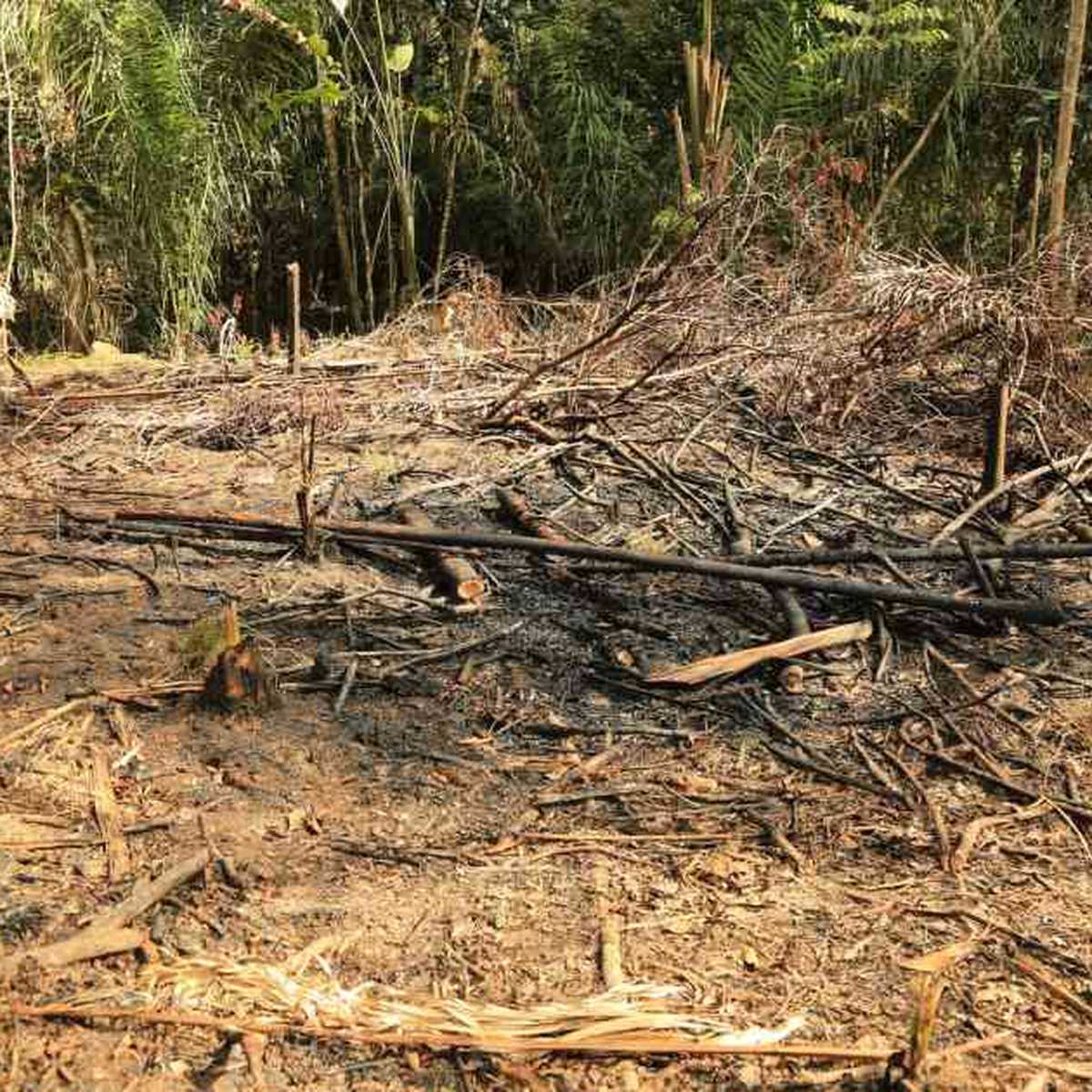La deforestación en la Amazonía está disparada. Foto: Cormacarena