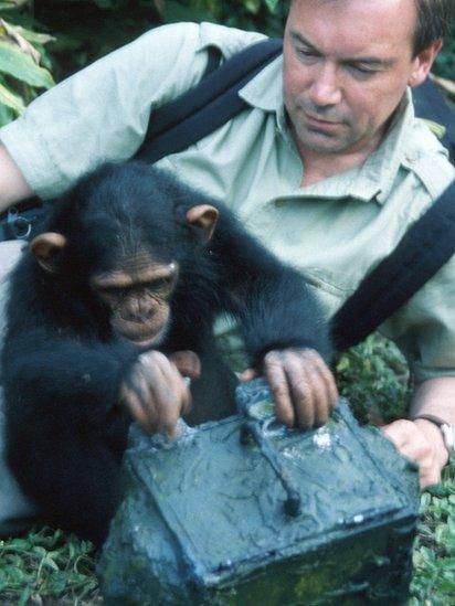 Andrew Whiten en una de sus investigaciones con chimpancés.